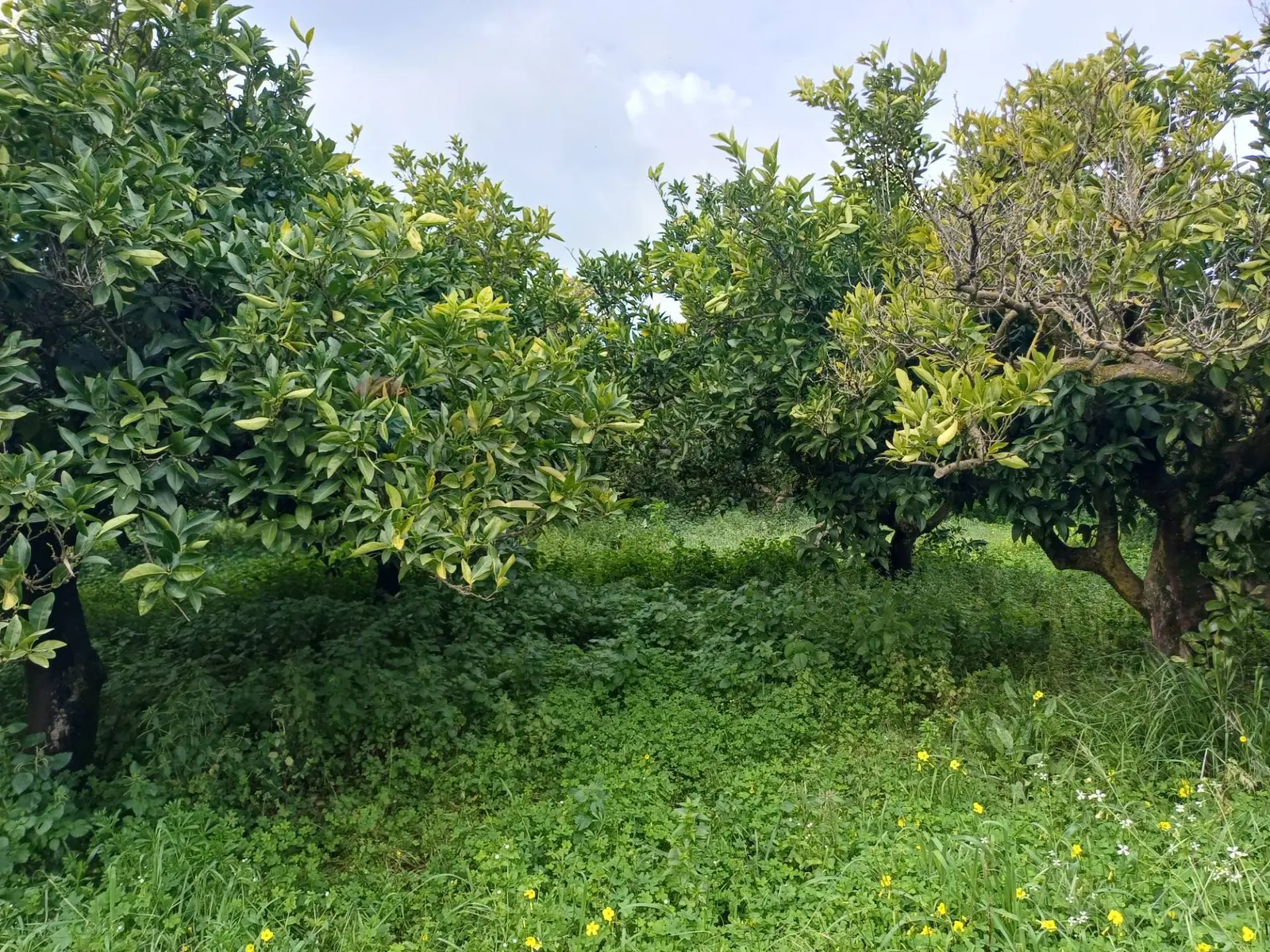 Terreno in Vendita a Chiaramonte Gulfi