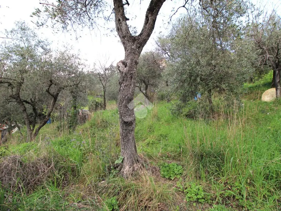 Ter. agricolo in vendita a Leivi