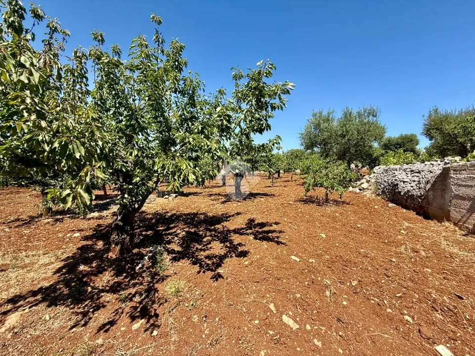 Ter. agricolo in vendita a Monopoli