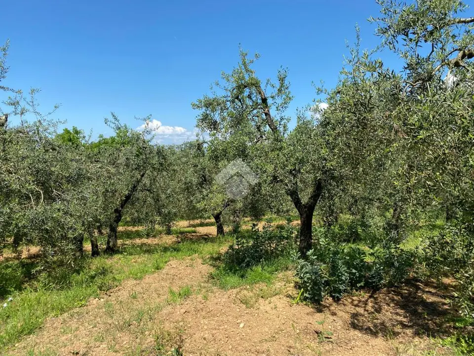 Ter. agricolo in vendita a Castelfranco Di Sotto