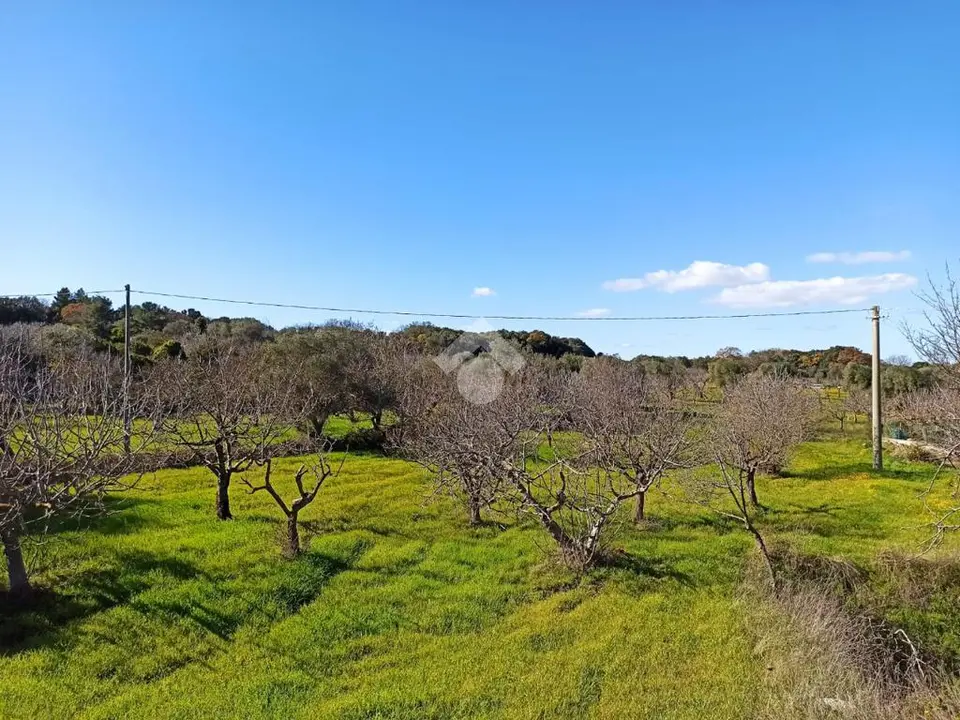Ter. agricolo in vendita a Polignano A Mare