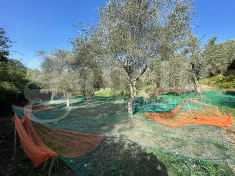 Terreno in contrada Arieste 0, Maierà (CS)