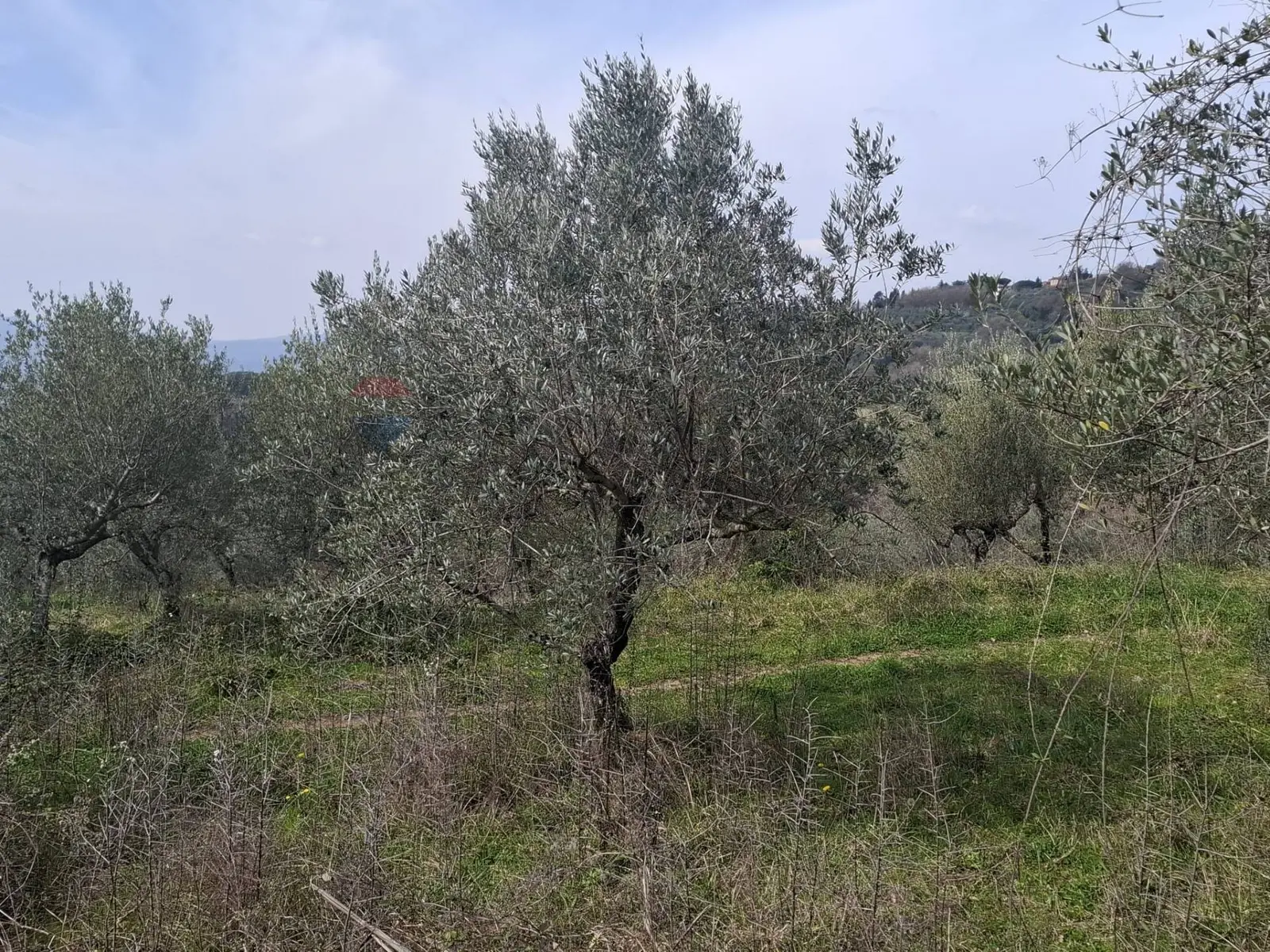 Terreno in Affitto a Castelfranco Piandiscò