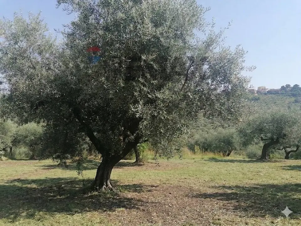 Terreno Edificabile in Vendita a Moscufo