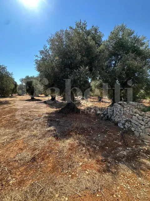 Terreno in C.da Casalino sn, Ostuni (BR)