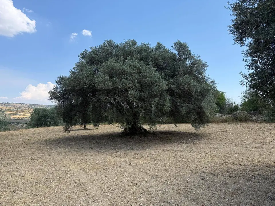 Terreno in Vendita a Buscemi