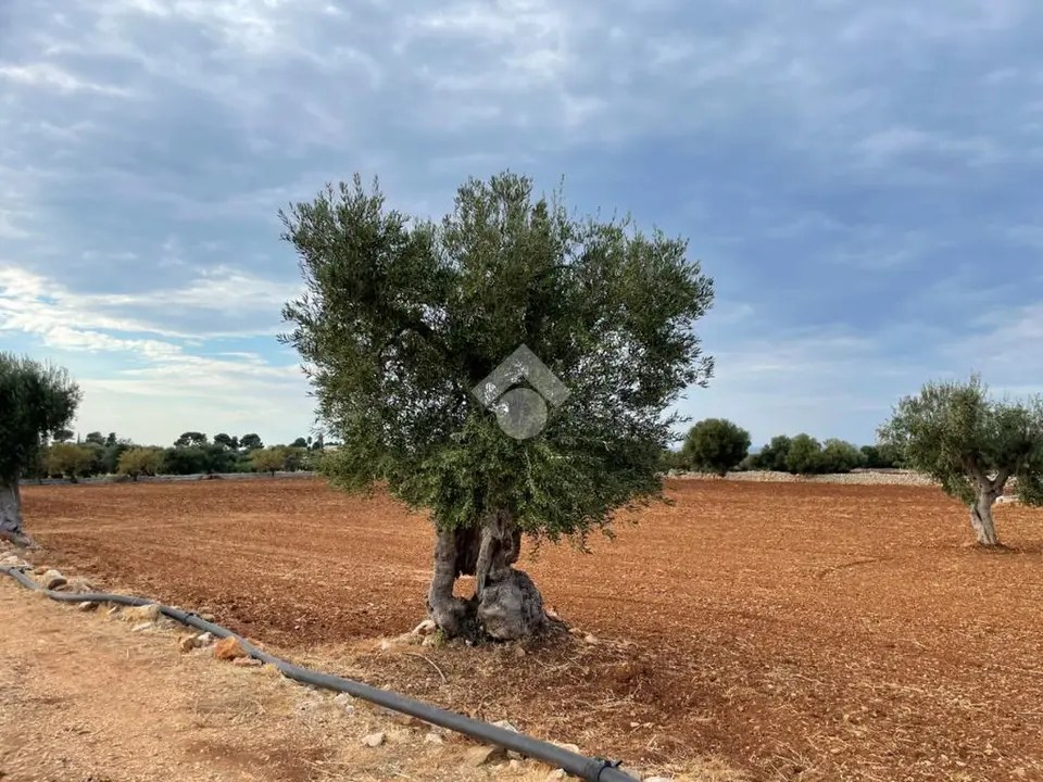 Ter. agricolo in vendita a Polignano A Mare