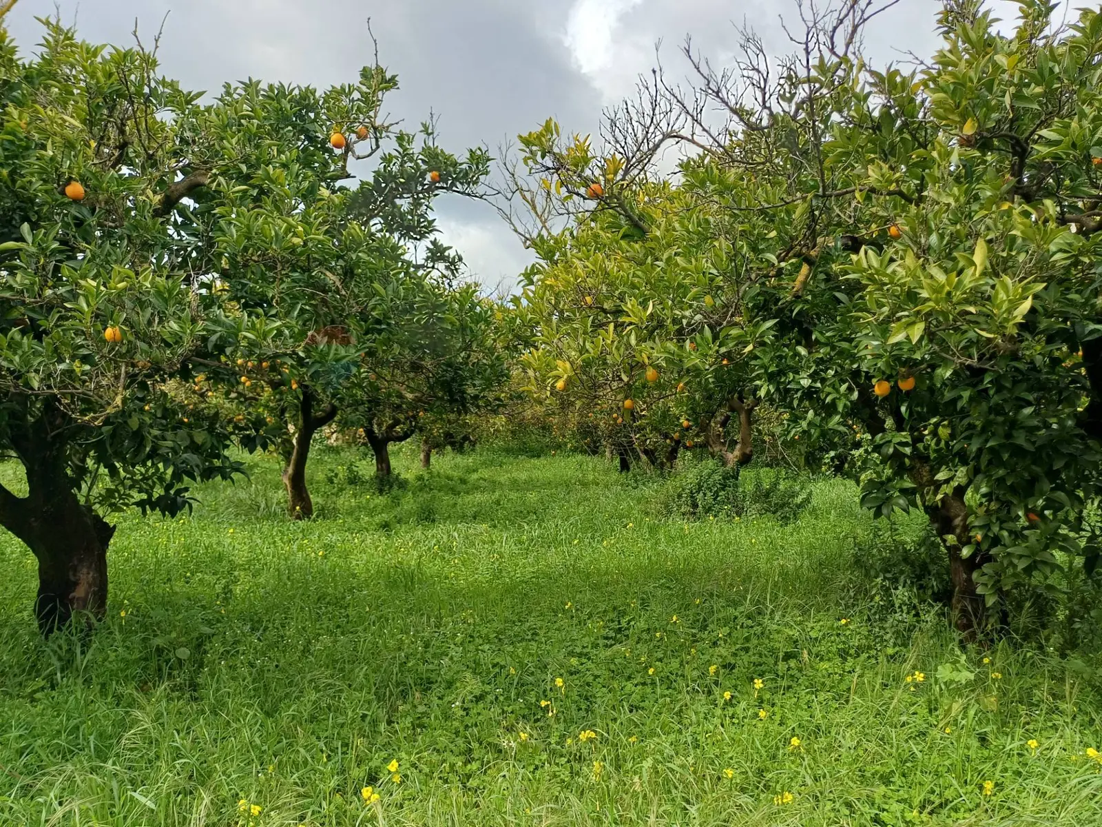 Terreno in Vendita a Chiaramonte Gulfi