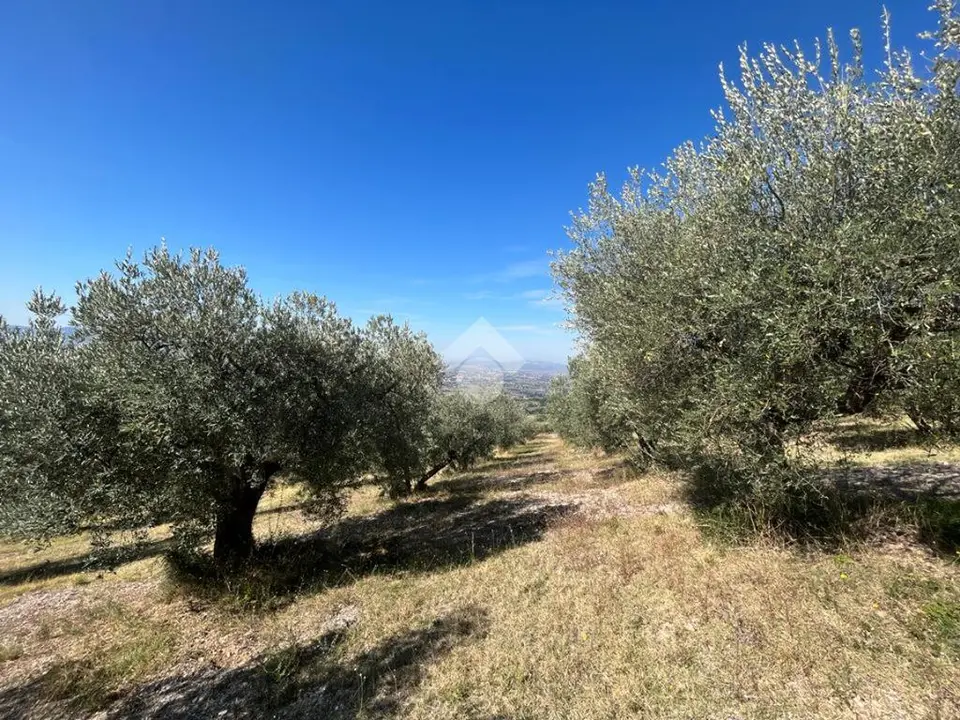 Ter. agricolo in vendita a Assisi