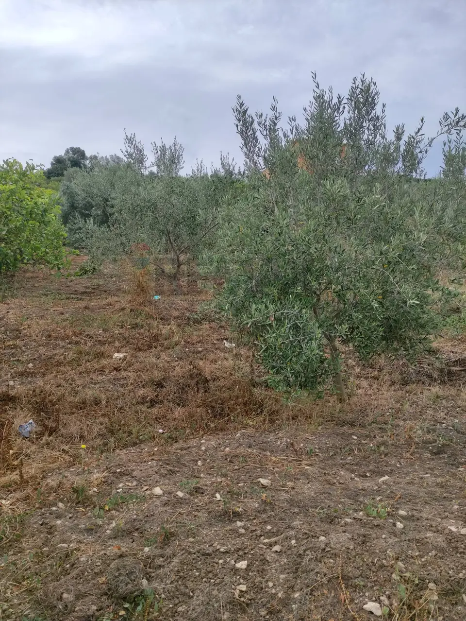 Terreno in Vendita a Santa Flavia