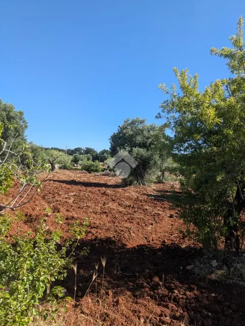 Ter. agricolo in vendita a Polignano A Mare