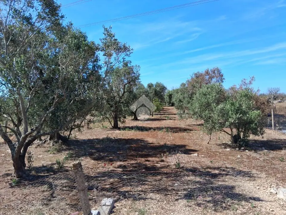 Ter. agricolo in vendita a Nardò