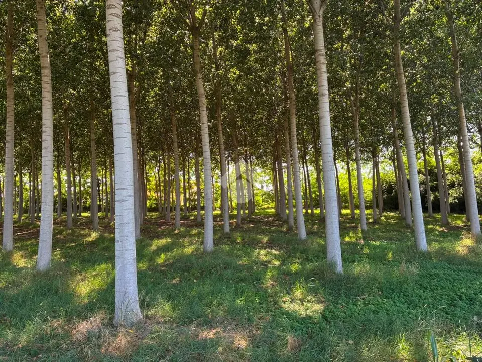 Ter. agricolo in vendita a Corbetta