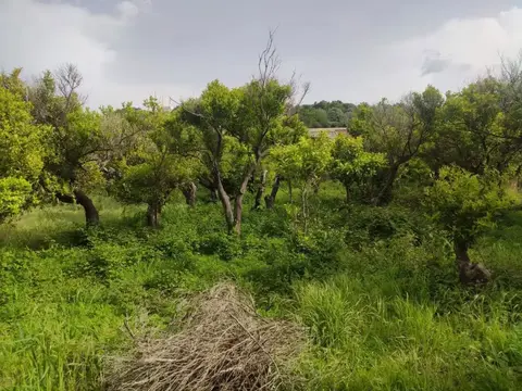 Terreno in CONTRADA SAN BIAGIO SNC, Terme Vigliatore (ME)