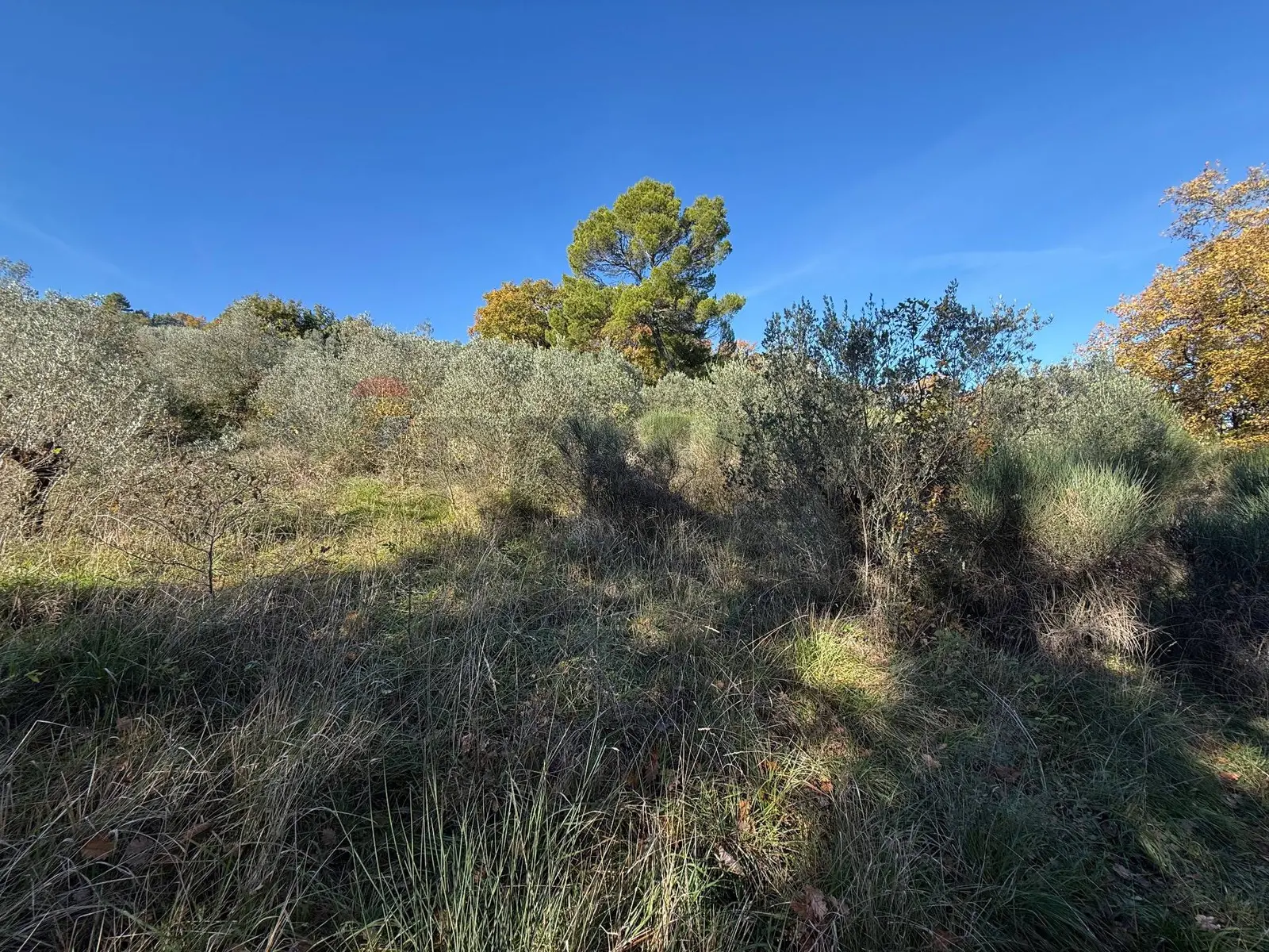 Terreno in Vendita a Bevagna
