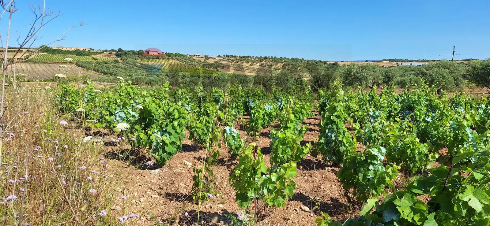 Terreno in Vendita a Noto