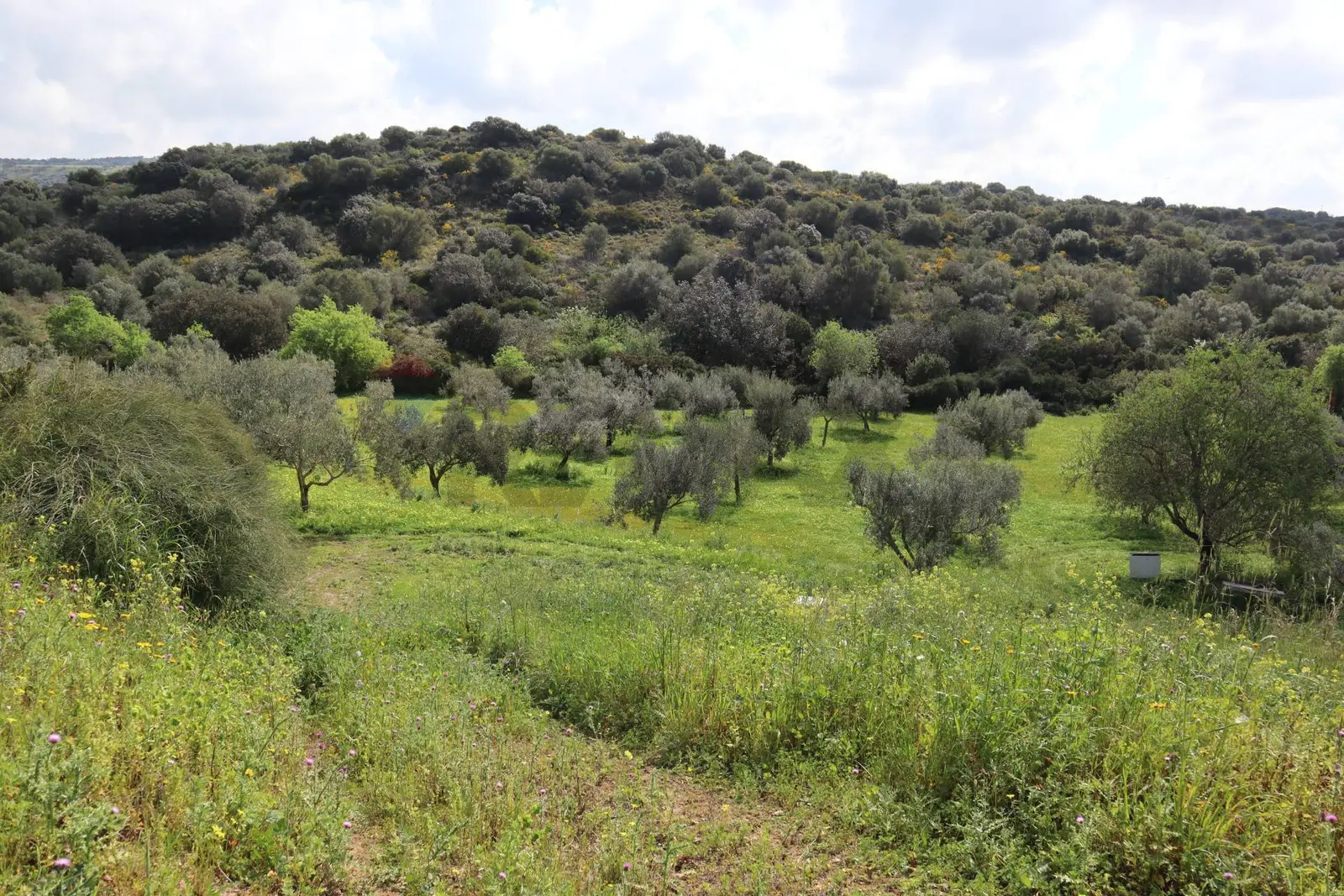 Terreno in Vendita a Vittoria