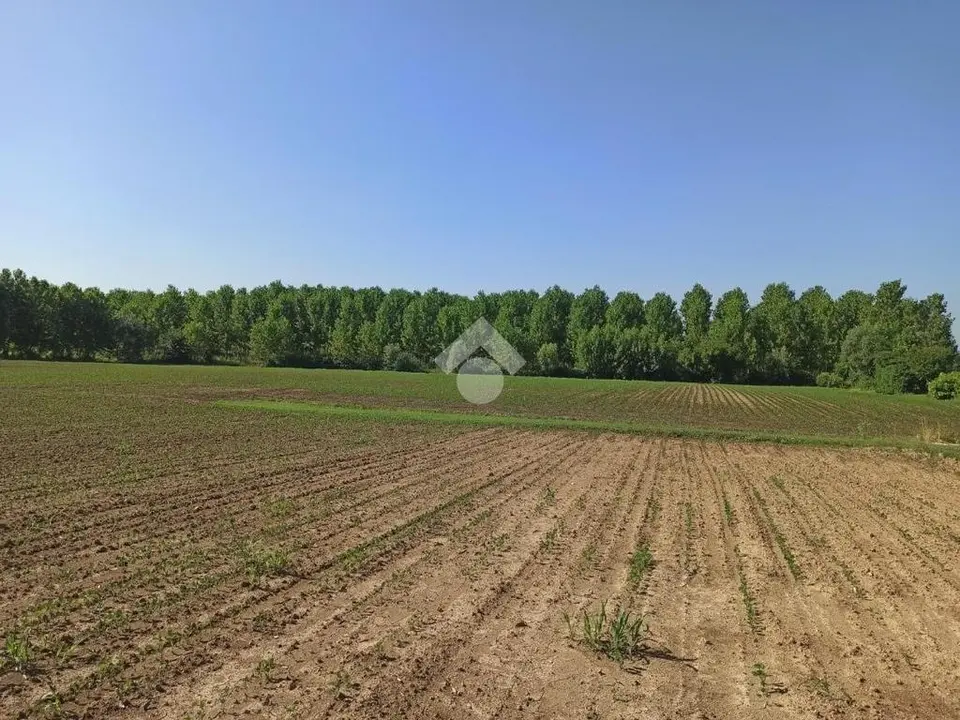 Ter. agricolo in vendita a Loreggia